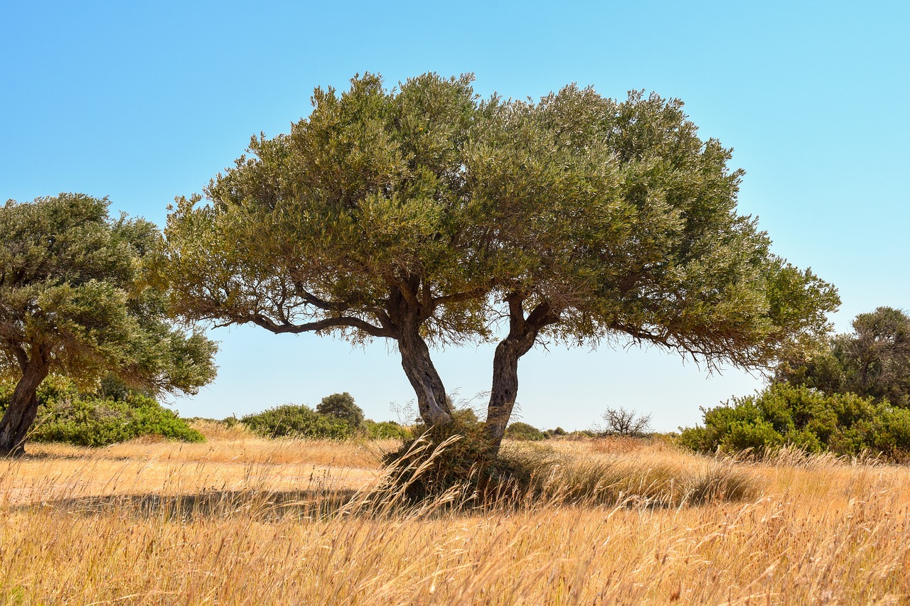 The Cultural Heritage of the Mediterranean Region